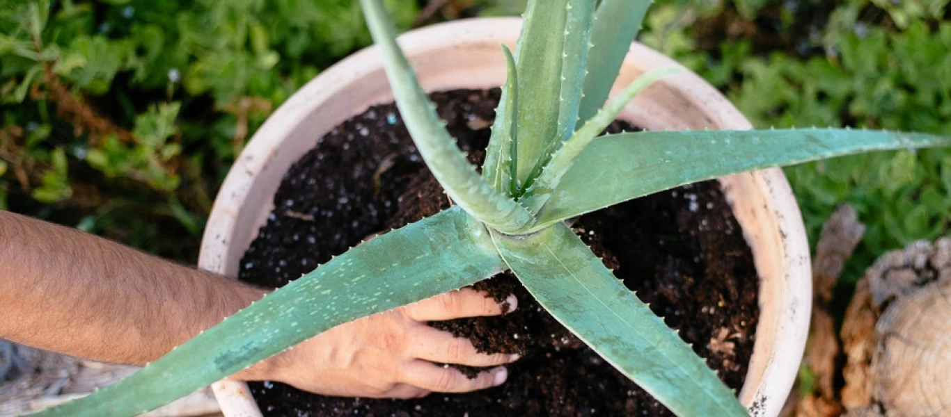 Aλόη: Αυτές είναι οι θεραπευτικές δράσεις της - Όλα τα οφέλη